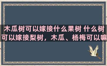 木瓜树可以嫁接什么果树 什么树可以嫁接梨树，木瓜、杨梅可以嘛